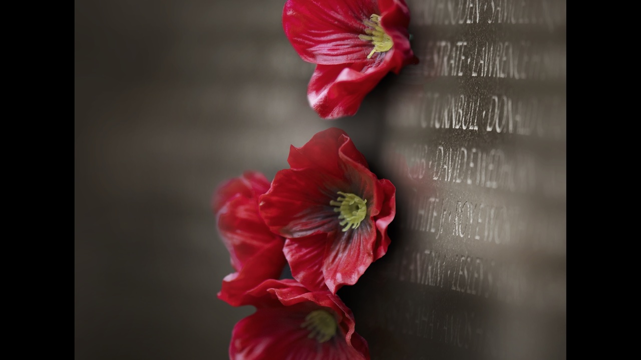 Poppy flower is important symbol to honor military in May